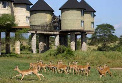 Salt Lick Safari Lodge is a unique safari lodge offering