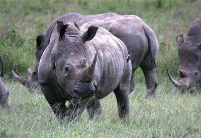 Rhino sighting in the Masai Mara