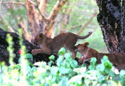 Lion cubs playing in the Masai Mara National Reserve