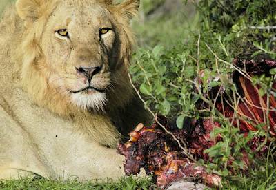 A big boy lion eating a wildebeest