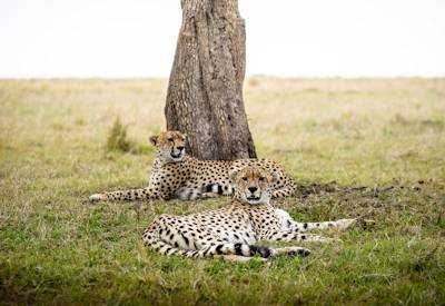 Cheetahs on the plains of the Masai Mara