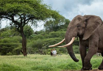 Guests enjoying a guided safari walk in Chyulu Hills