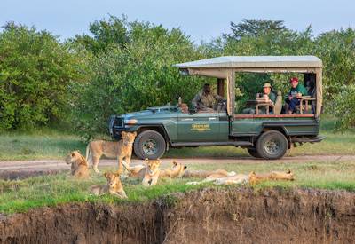 A pride of lions, a sighting that will spell bound all