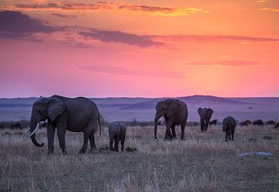 Expansive savannah of Maasai Mara with grazing wildlife