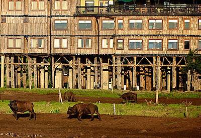 Watching Cape Buffalo from the main lodge