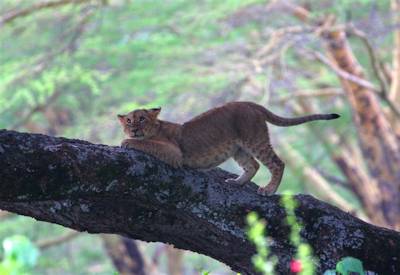 Wildlife in and around Lake Nakuru