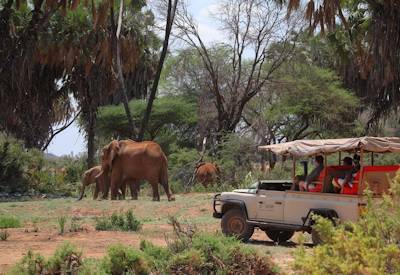 Classic Kenya game drive safaris