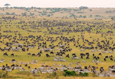 The outstanding wildlife of the Masai Mara
