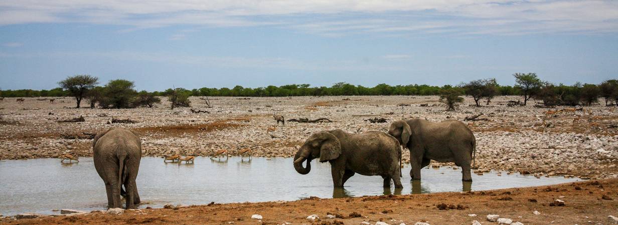 Etosha Photos