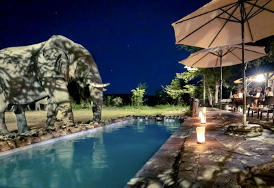 Swimming pool and elephant encounter