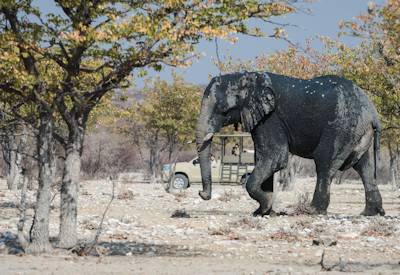 Etosha Park safari game drives in mopane woodland