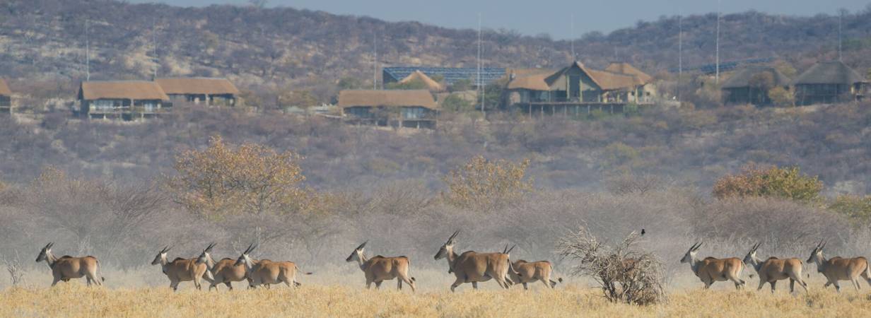 Safarihoek Lodge