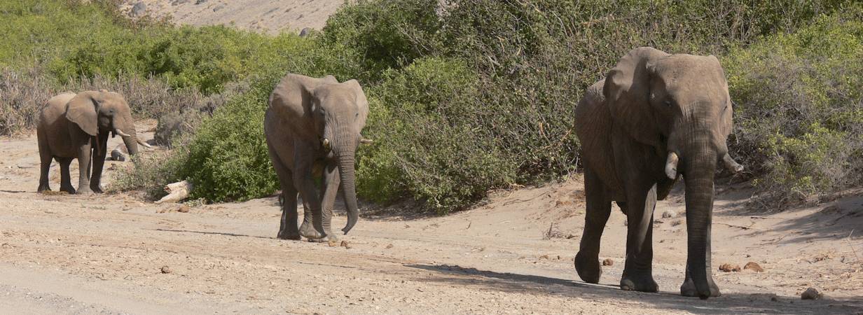 Discover Kaokoland Safari