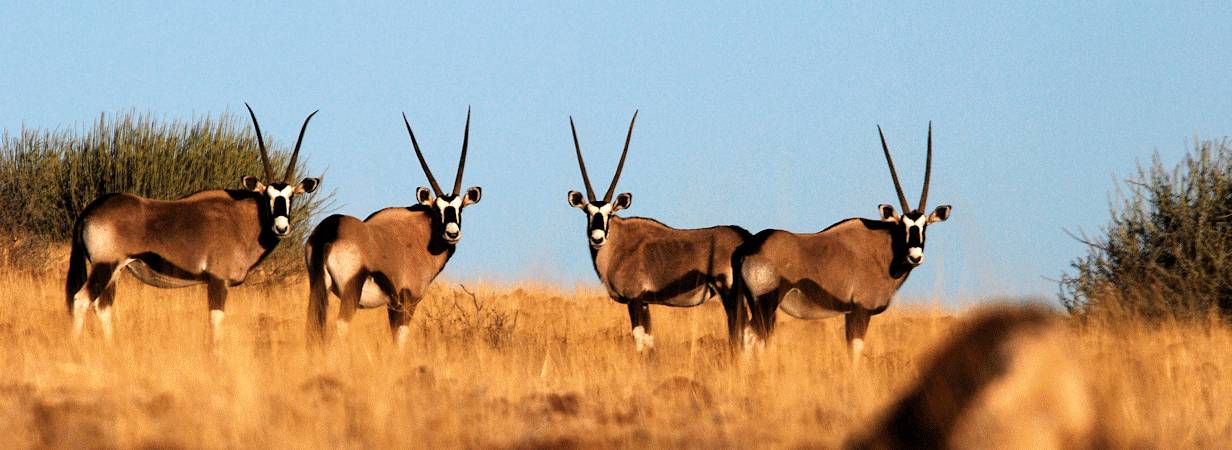 10 days of flying in-between all that Namibia has to offer, from the Namib Desert and Swakopmund to Damaraland and the wildlife haven of Etosha National Park. All accommodation is in safaris lodges and hotels.