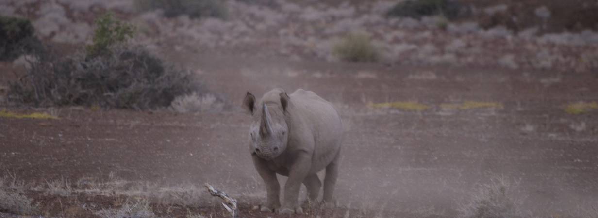 Namibia Deserts & Wildlife Safari