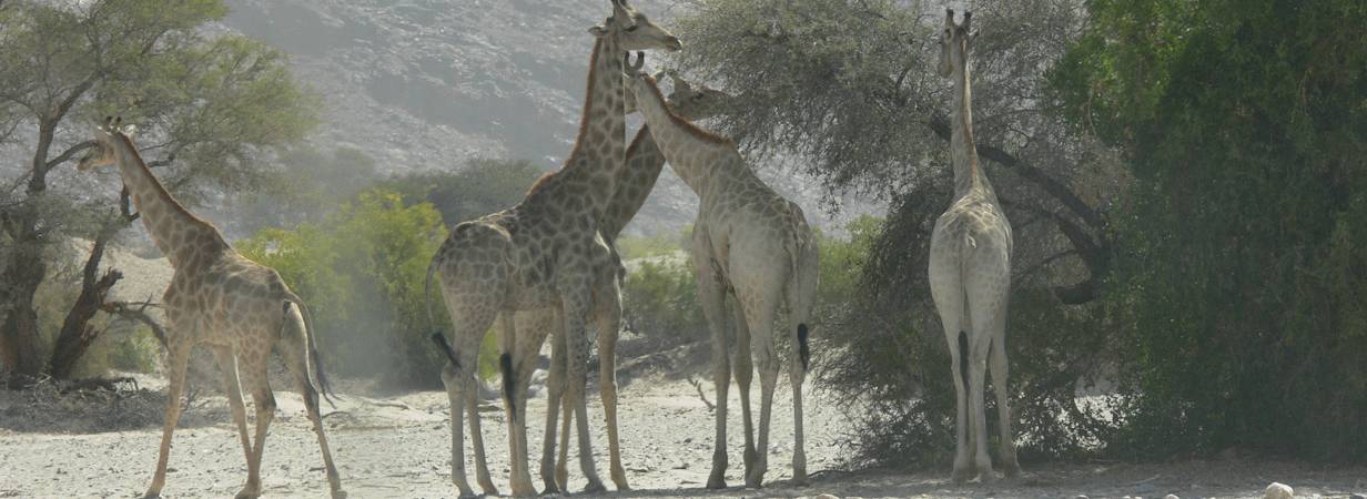 Namibia Rhino & Kunene Safari