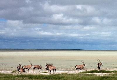 Etosha National Park self-drive east to west Mokuti Okaukuejo affordable Namibia safari