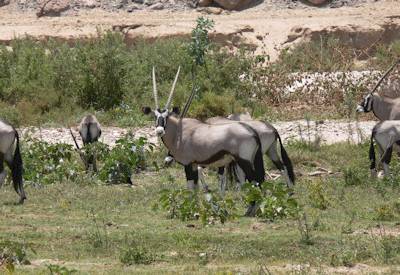 Kaudom National Park game drive elephant buffalo wild dog Namibia Classic North East Safari