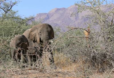 Desert-adapted elephant Hoanib River acacia riverbed Damaraland Palmwag Concession Namibia