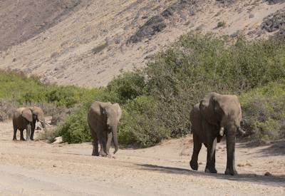 Endangered black rhino tracking on foot Damaraland Palmwag Concession Namibia safari