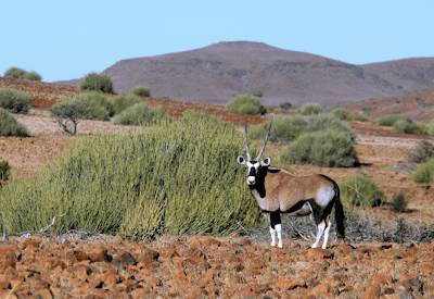 Hunkab spring area wildlife Palmwag Concession 5000km² Damaraland Namibia wild camping