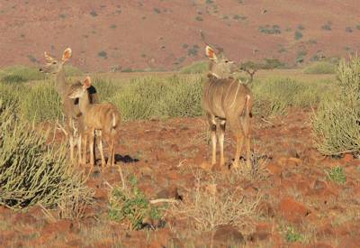 Hoarusib River valley desert elephant Himba village Purros Damaraland Namibia safari