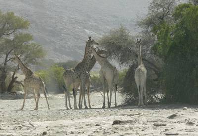 Ongongo warm water spring pool swim Fort Sesfontein Damaraland Namibia Desert Elephants safari