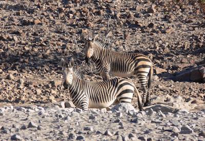 Hoanib River dry riverbed desert-adapted elephant acacia Kaokoland Namibia safari