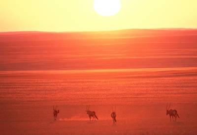 Khoadi Hoas Conservancy Hobatere Lodge Namibia game drives Kaokoland safari