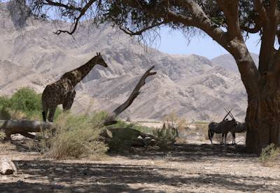 Khoadi Hoas Conservancy aardvark bat-eared fox Namibia Discover Kaokoland camping safari