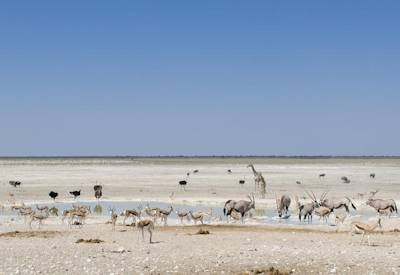 Etosha National Park perennial springs day night drives lion elephant black white rhino