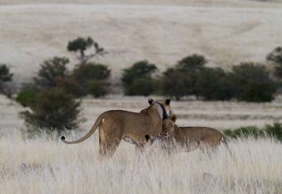 Desert Rhino Camp Palmwag Reserve world's largest black rhino concentration outside park Namibia