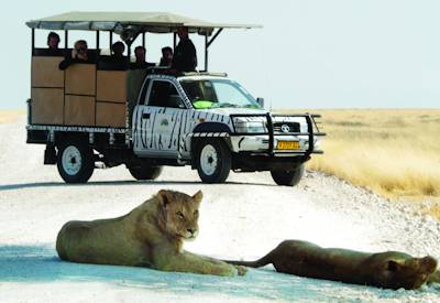 Etosha National Park full-day game drive Big Five lion elephant black rhino Namibia