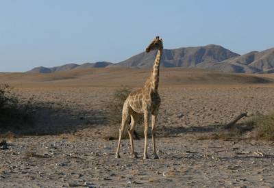 Kunene River wild camping ana trees Namibia Angola border Kaokoland safari