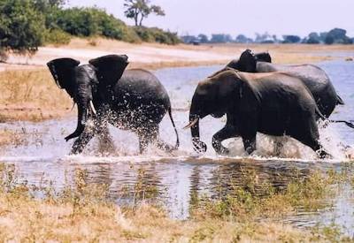 Elephant herd playing in water Kwando River Lianshulu Lodge Mudumu National Park Namibia
