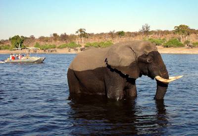 Chobe Bush Lodge Kasane Botswana 150m Chobe River Namibia Culture Wildlife Safari finale