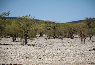 Etosha Pan full-day game drive Halali Okaukuejo floodlit waterhole Northern Swing Namibia