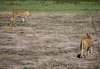Okaukuejo floodlit waterhole nocturnal wildlife Etosha National Park Northern Swing Namibia