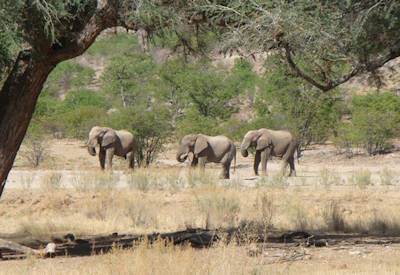 Hobatere Lodge 32000 hectare concession Koakoveld lion leopard elephant Namibia Northern Swing