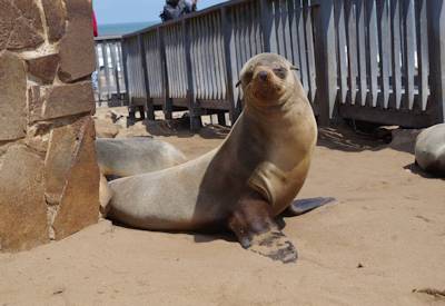 Cape Cross seal colony Henties Bay Uis semi-precious stones Northern Swing Namibia