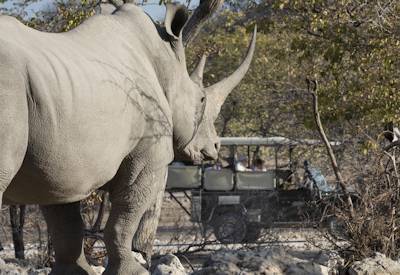 Etosha National Park self-drive lion leopard elephant black rhino Namibia Panorama safari