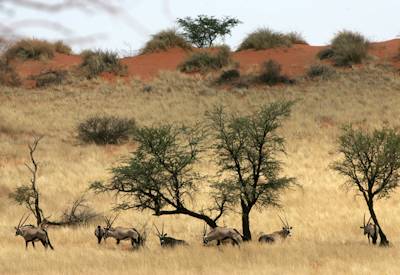 Kalahari Desert red dunes Bagatelle Game Ranch sunset drive Southern Swing Namibia safari