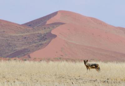 Little Kulala 37000 hectare Kulala Wilderness Reserve elevated platform kulala Sossusvlei