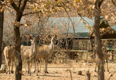 Ongava Tented Camp waterhole plains view dedicated guide Land Rover Etosha Namibia
