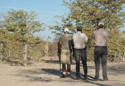 Ongava Game Reserve black white rhino lion Etosha National Park Namibian Highlights safari