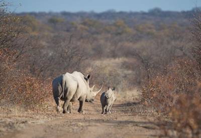 Etosha National Park game drive lion elephant gemsbok Namibian Highlights fly-in safari
