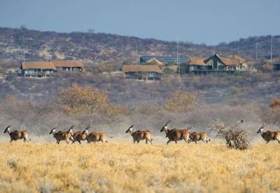 Family-friendly safari game drive Northern Namibia Etosha Kaokoland Skeleton Coast