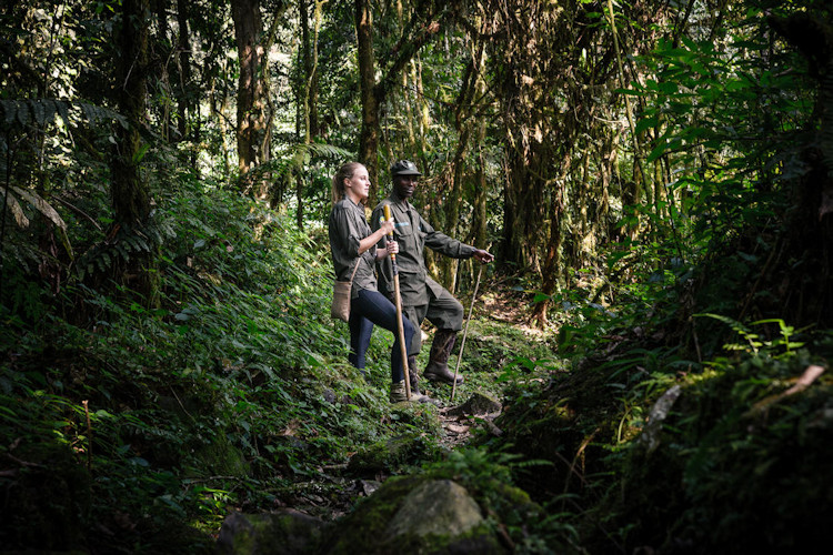 A group of mountain gorillas in Bwindi Impenetrable National Park, Uganda