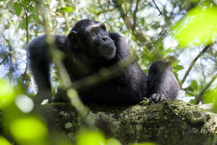 A group of chimpanzees in Kibale National Park, Uganda