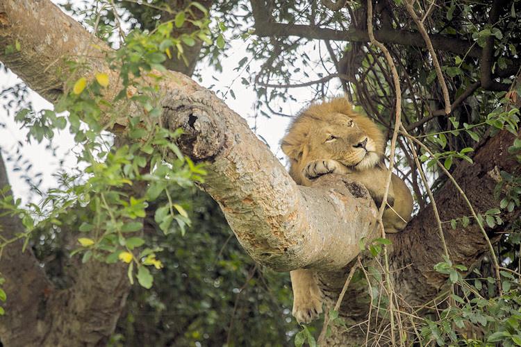 A safari jeep in Queen Elizabeth National Park, Uganda